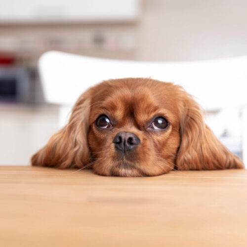 Cute dog sitting behind the kitchen table